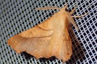 Ennomos fuscantaria