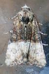 Mesoligia furuncula