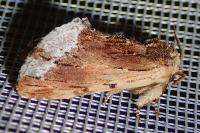 Ptilodon cucullina