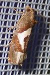 Epiblema foenella