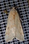 Parapoynx stratiotata