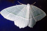 Campaea margaritaria