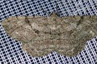 Peribatodes rhomboidaria rhomboidaria