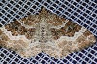 Epirrhoe alternata