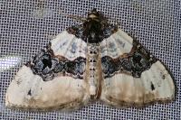 Cosmorhoe ocellata