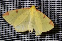 Opisthograptis luteolata