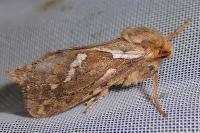 Korscheltellus lupulinus