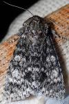 Acronicta megacephala