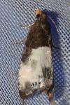 Notocelia cynosbatella