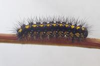 Callimorpha dominula