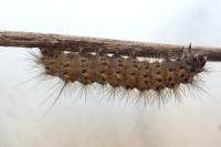 Phragmatobia fuliginosa