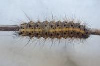Phragmatobia fuliginosa