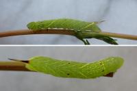 Laothoe populi