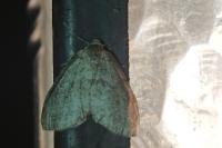 Operophtera brumata