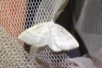 Cabera exanthemata