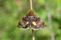 Panemeria tenebrata