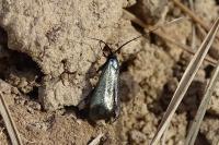 Adela reaumurella