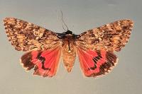 Catocala sponsa