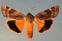 Noctua fimbriata