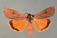Noctua pronuba