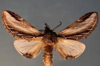 Pheosia tremula