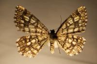 Chiasmia clathrata