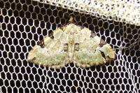 Colostygia pectinataria