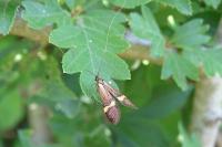 Nemophora degeerella