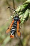 Pyropteron chrysidiforme