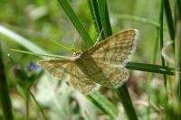 Idaea macilentaria