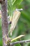 Chrysoteuchia culmella