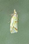 Agapeta hamana