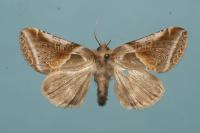 Habrosyne pyritoides