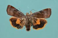 Noctua janthina