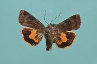 Noctua janthina