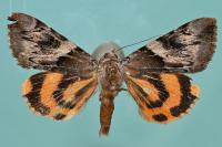 Catocala fulminea