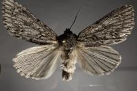 Acronicta aceris