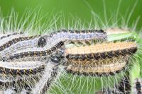 Thaumetopoea processionea