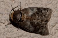Cossus cossus
