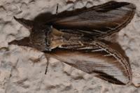 Pheosia tremula