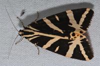 Euplagia quadripunctaria