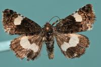 Tyta luctuosa