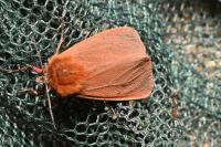 Phragmatobia fuliginosa