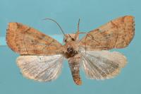 Cosmia trapezina