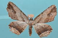 Menophra abruptaria