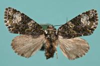 Craniophora ligustri