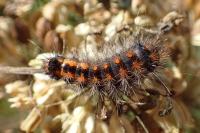 Acronicta auricoma