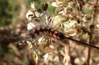 Acronicta auricoma