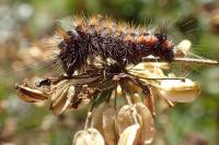 Acronicta auricoma