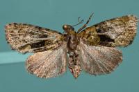Cryphia algae